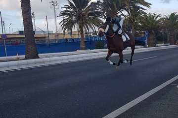 Carreras de caballos en Telde por San Gregorio (Foto TA y TF)